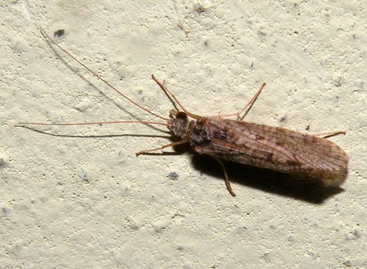 Hydropsychidae